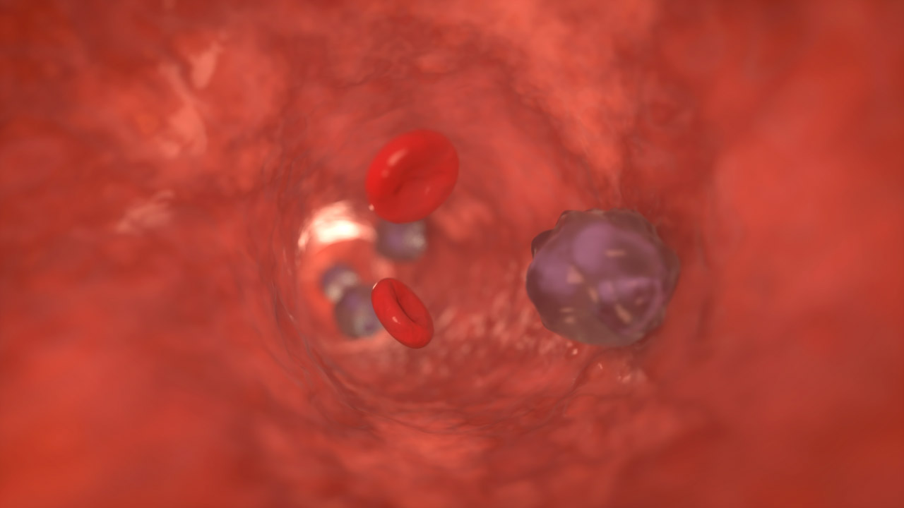 Neutrophil Rolling