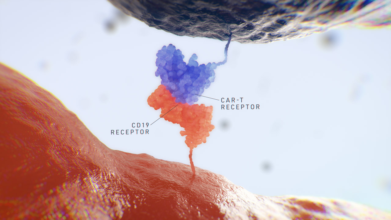CD19 CAR-T Receptor Binding Labelled Grey Still 2