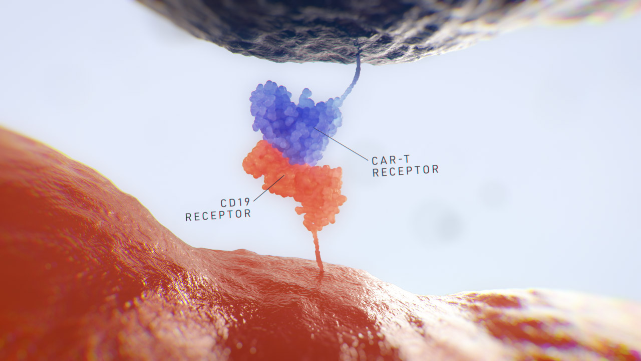 CD19 CAR-T Receptor Binding Labelled Grey