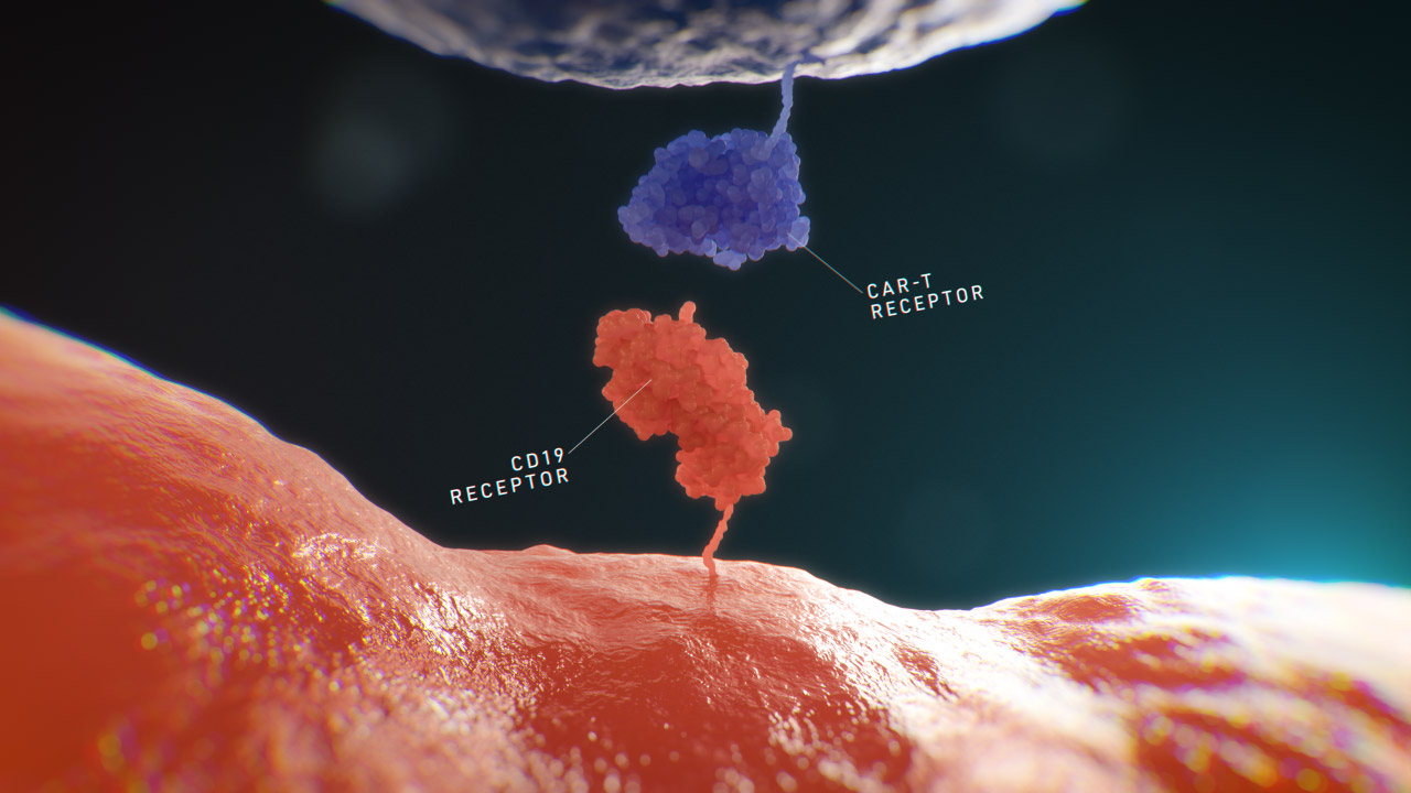 CD19 CAR-T Receptor Binding Labelled Navy Still 1