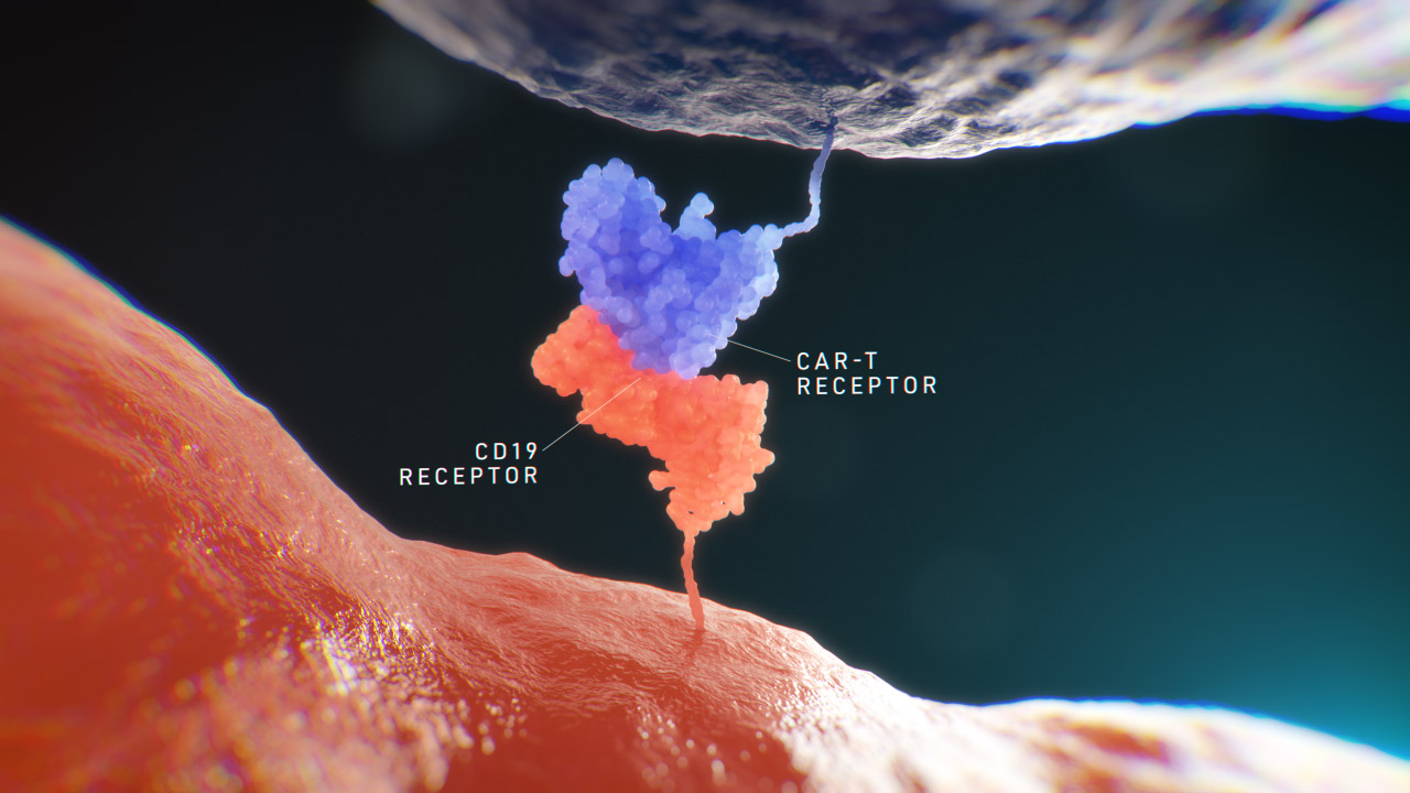 CD19 CAR-T Receptor Binding Labelled Navy Still 2