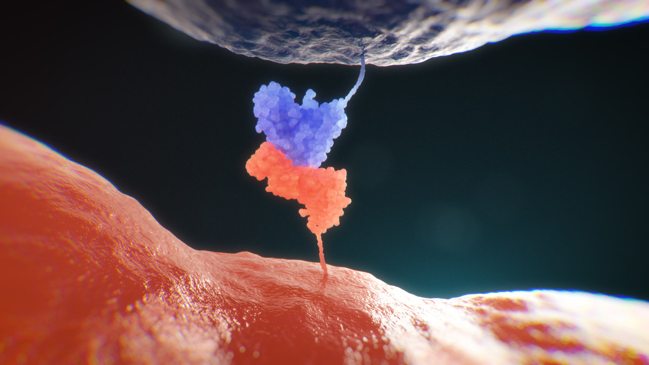 CD19 CAR-T Receptor Binding No Labels Navy